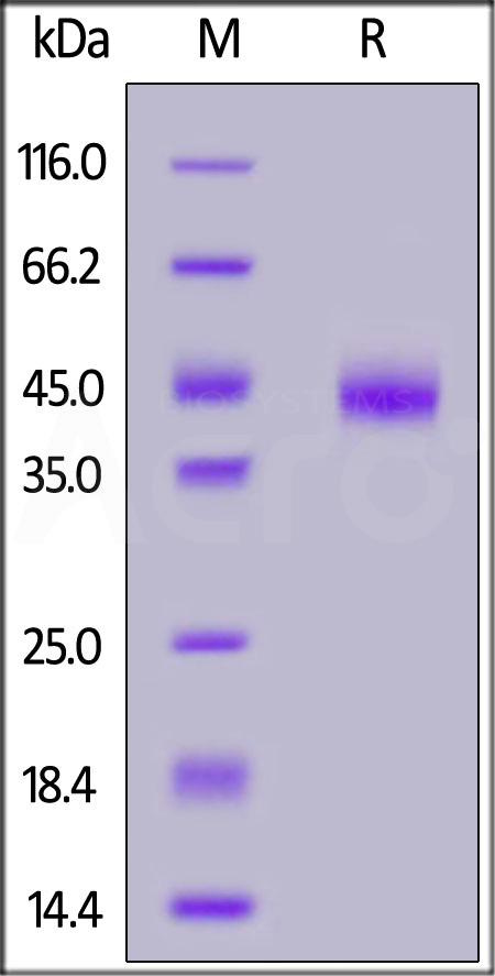 CD3 epsilon SDS-PAGE