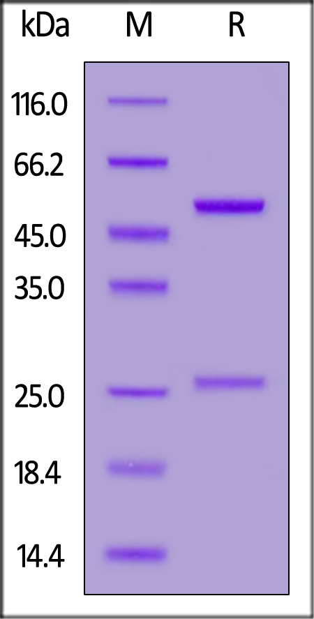 Cetuximab SDS-PAGE