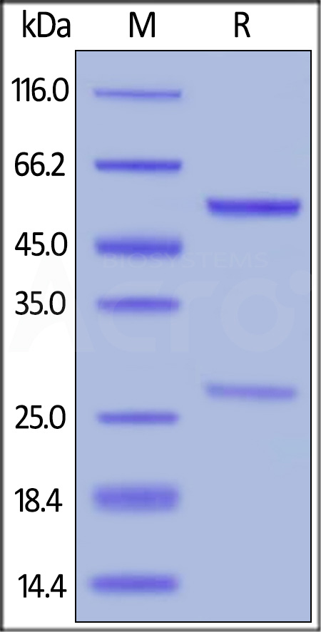 Cetuximab SDS-PAGE