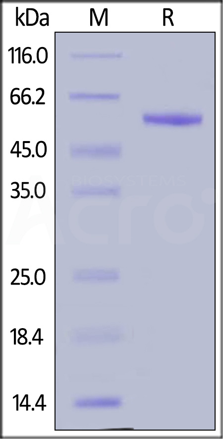 CFD-H5256-sds