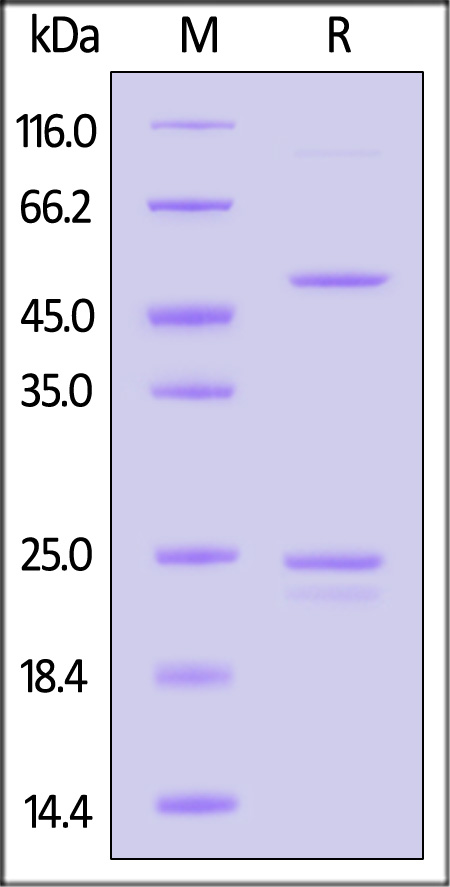 Claudin-6 SDS-PAGE