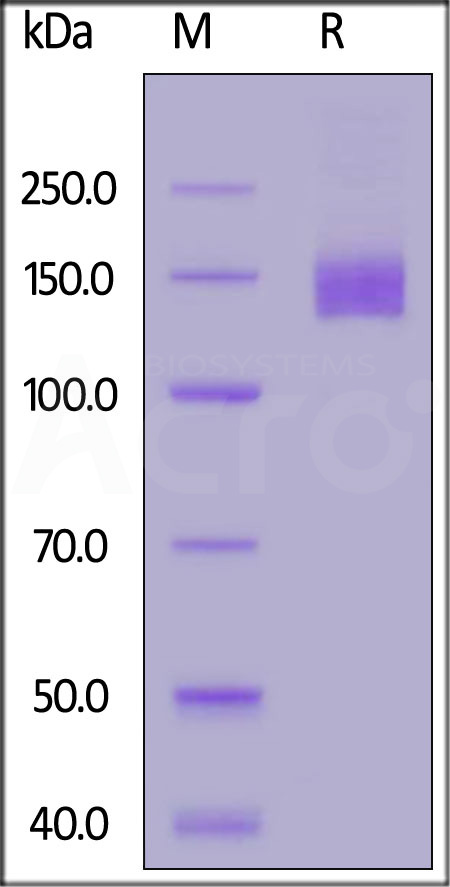 Glycoprotein B / gB SDS-PAGE