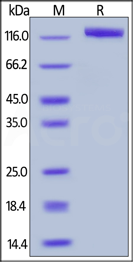 Human Contactin-2, His Tag (Cat. No. CN2-H5226) SDS-PAGE gel