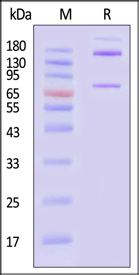 Complement C3 SDS-PAGE