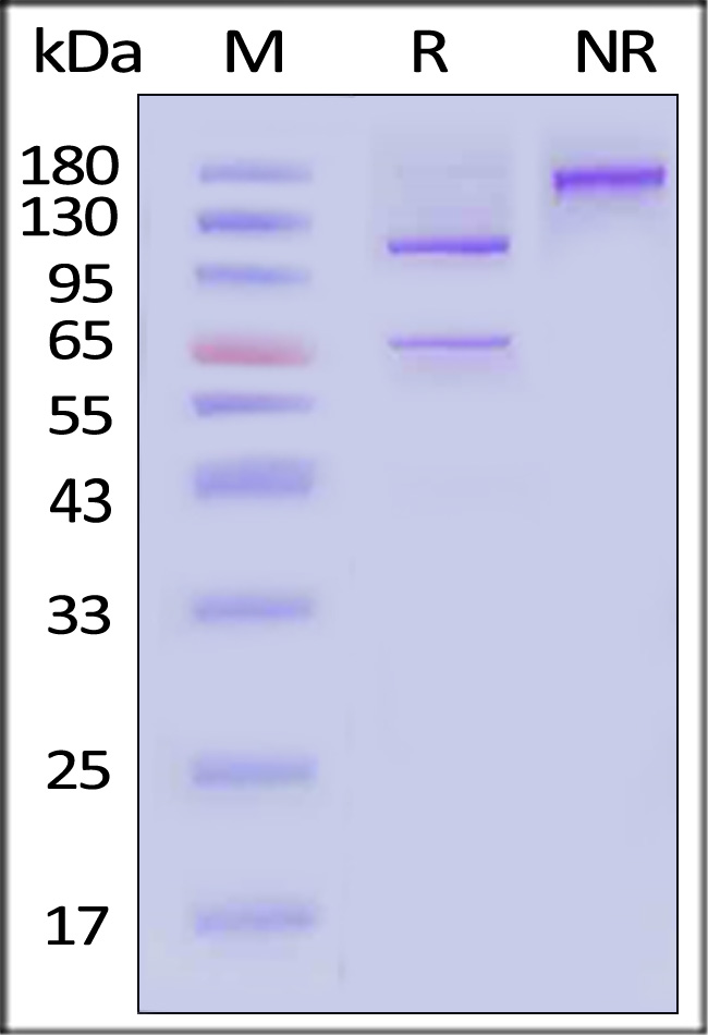 CO5-H52Ha-sds