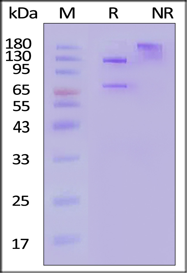 CO5-H52Hx-sds