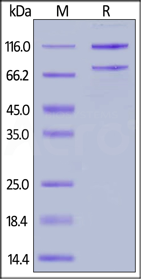 CO5-R52H5-sds