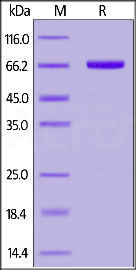 Cynomolgus Serum Albumin, His Tag (Cat. No. CSA-C52H4) SDS-PAGE gel