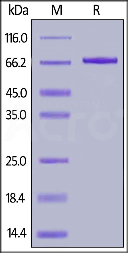 CSA-C82E5-sds