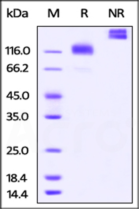 CSR-C5252-sds