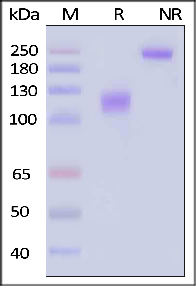 CSR-M5256-sds