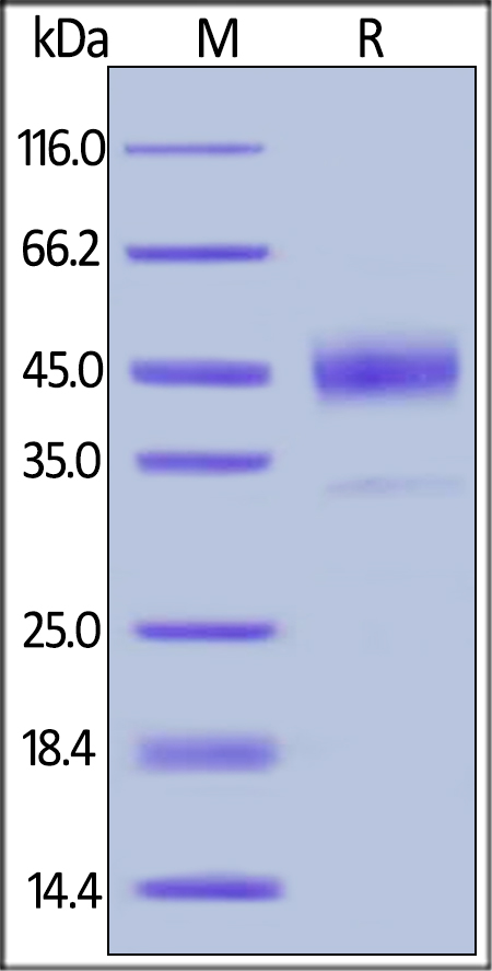 Cathepsin B SDS-PAGE