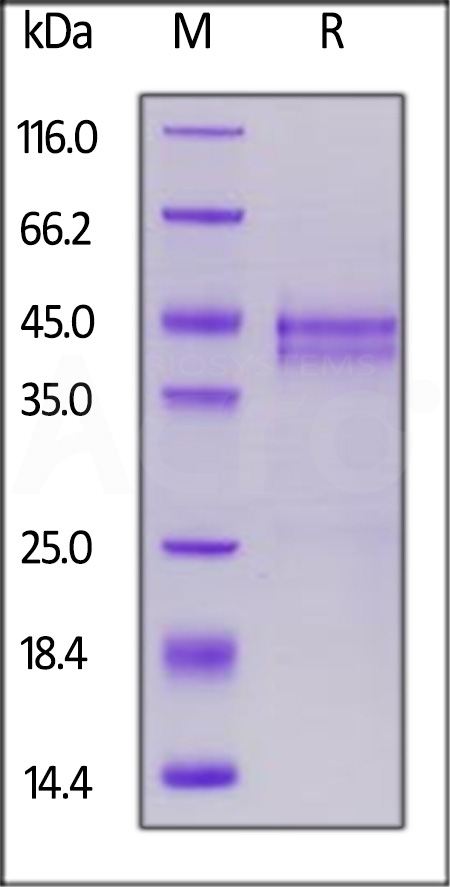 CTGF SDS-PAGE