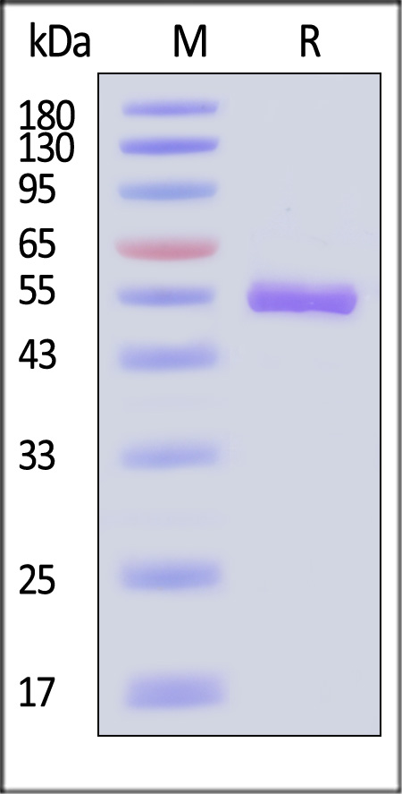 DDC-H55H6-sds