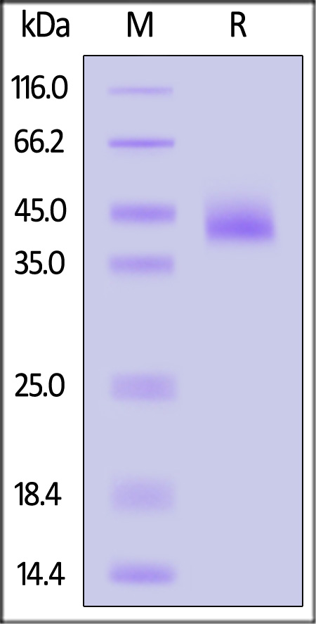 DK1-H52H3-sds