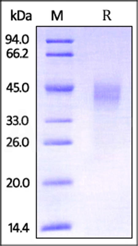 DK1-M52H6-sds