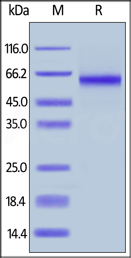 DL1-H52H8-sds