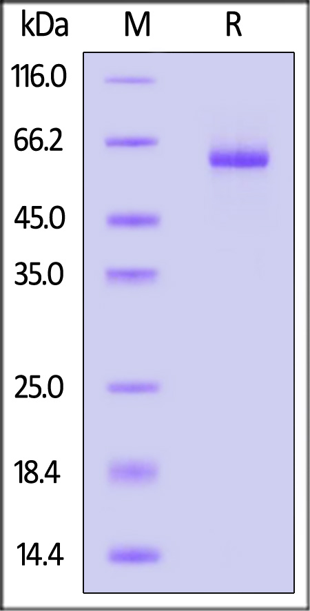 DLL1 SDS-PAGE