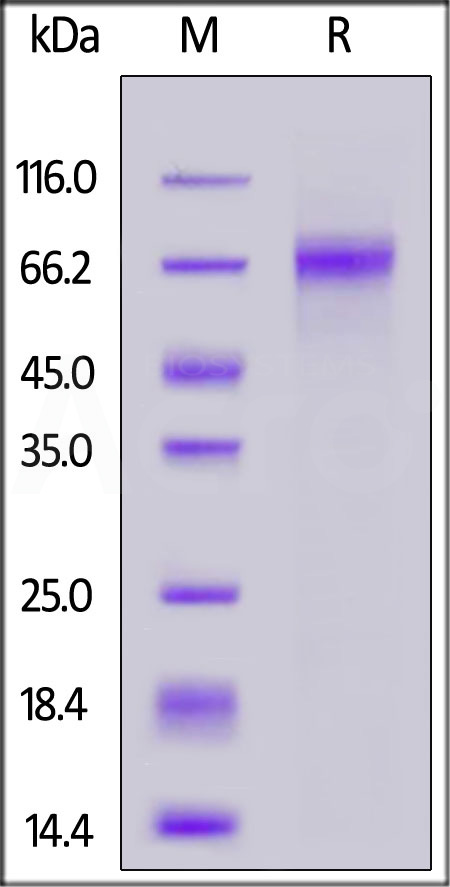 DL3-C52H3-sds