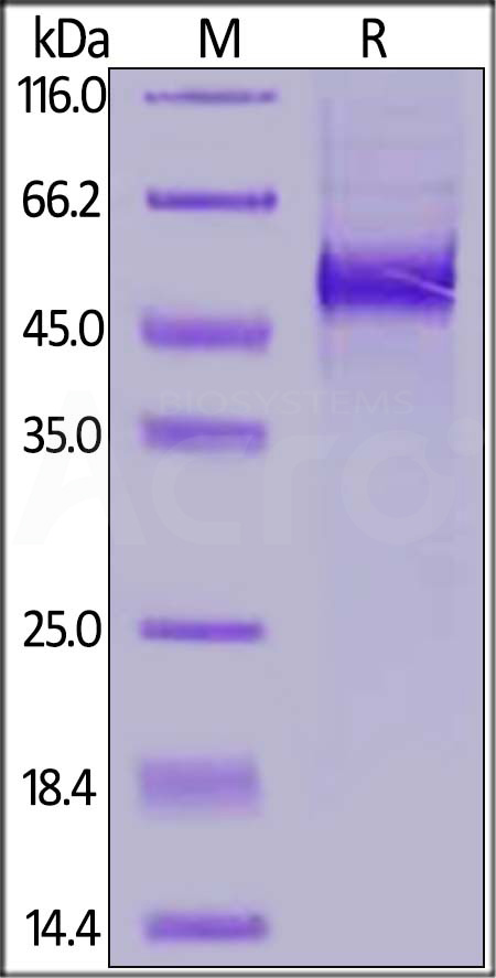 DLL3 SDS-PAGE