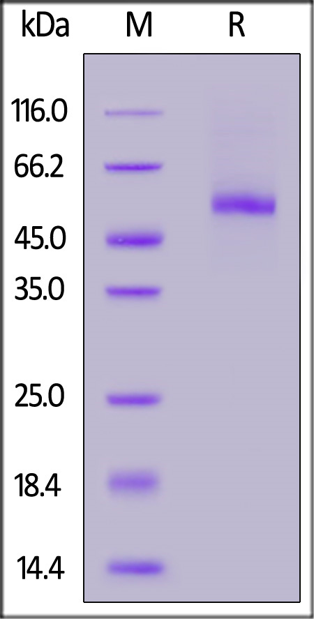 DL3-R52H4-sds