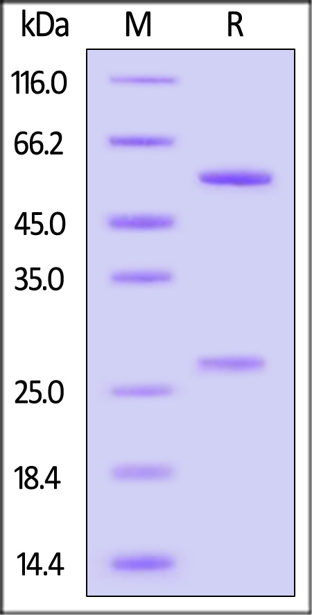 E8L SDS-PAGE