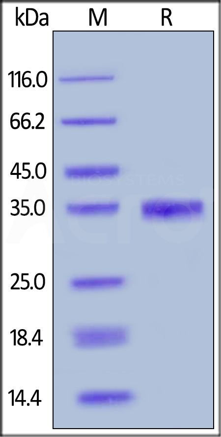 EGF SDS-PAGE