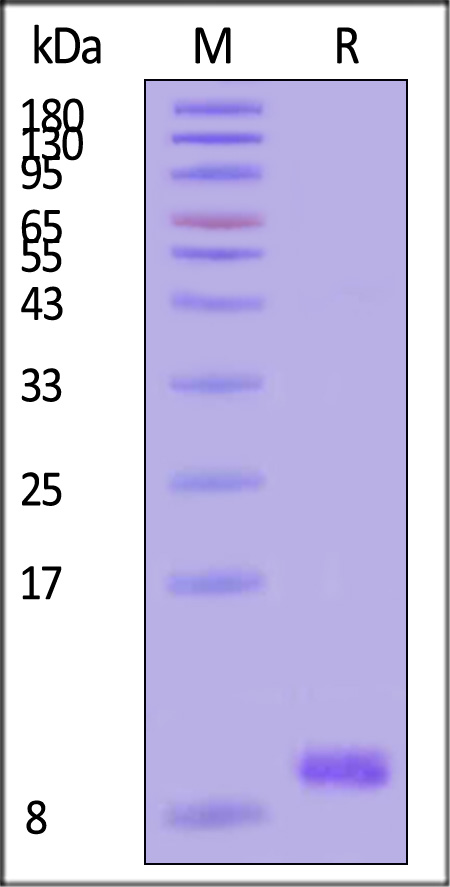 EGF SDS-PAGE