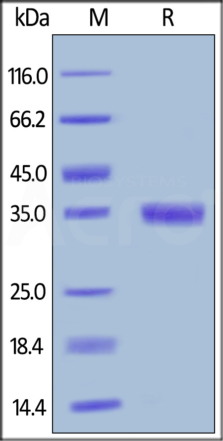 EGF SDS-PAGE