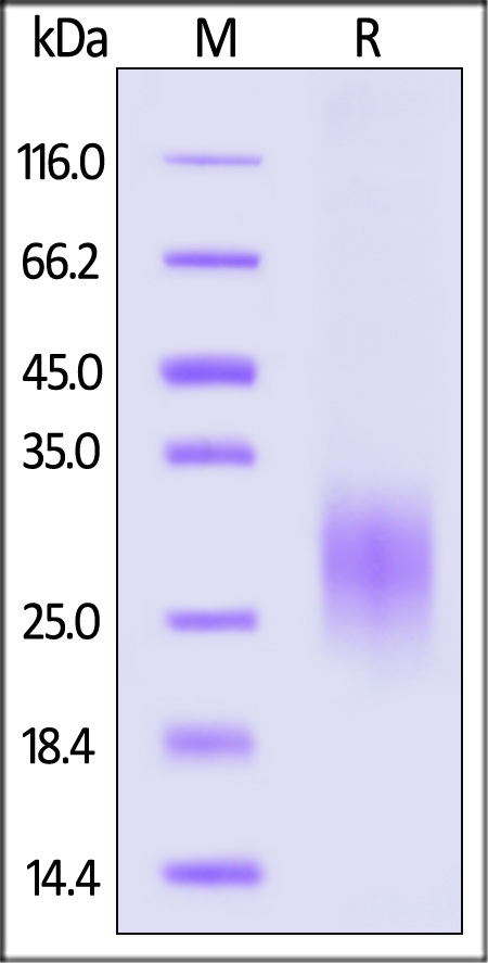 FAL-H5246-sds