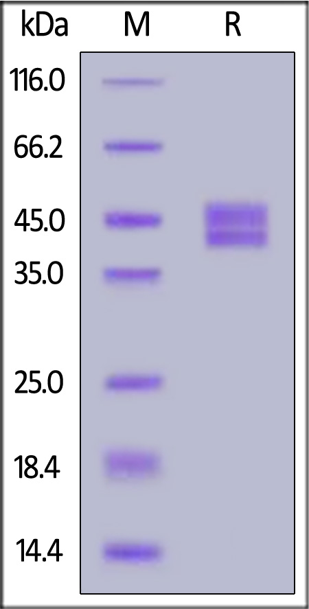 Cynomolgus CD64, His Tag (Cat. No. FCA-C52H6) SDS-PAGE gel