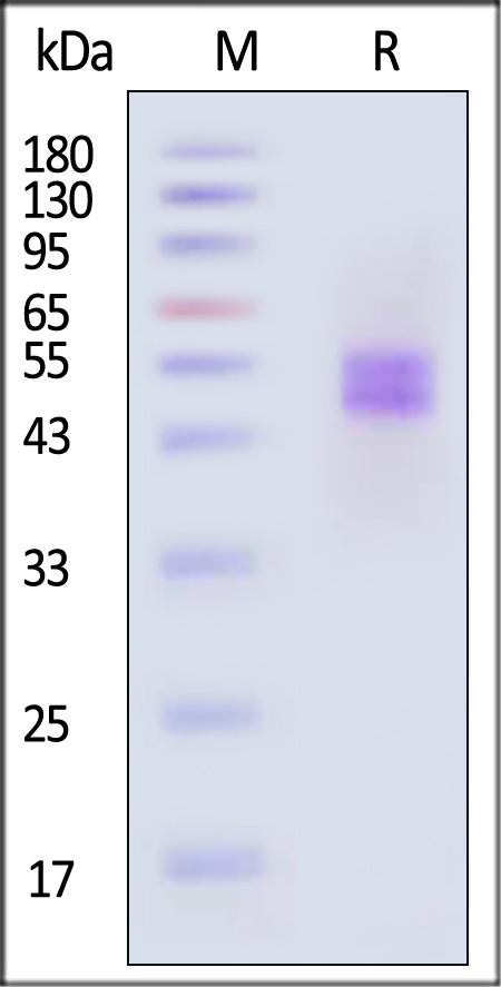 Fc gamma RI / CD64 SDS-PAGE