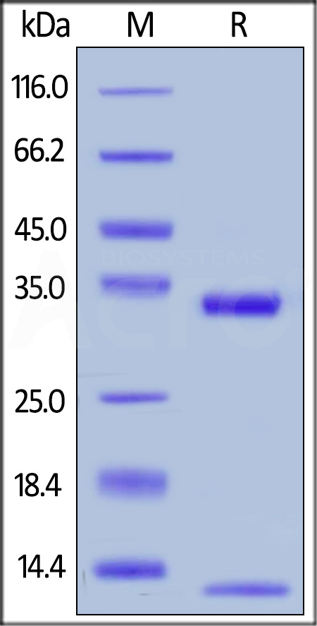 FcRn (FCGRT & B2M) SDS-PAGE