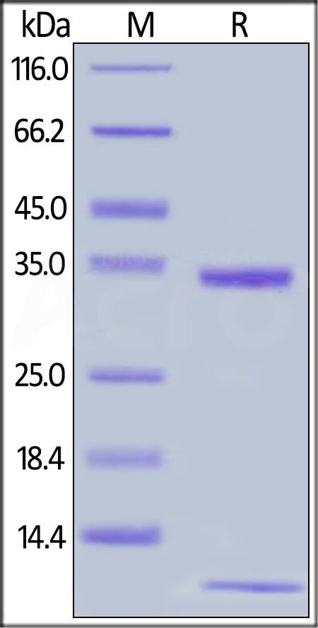 FcRn (FCGRT & B2M) SDS-PAGE