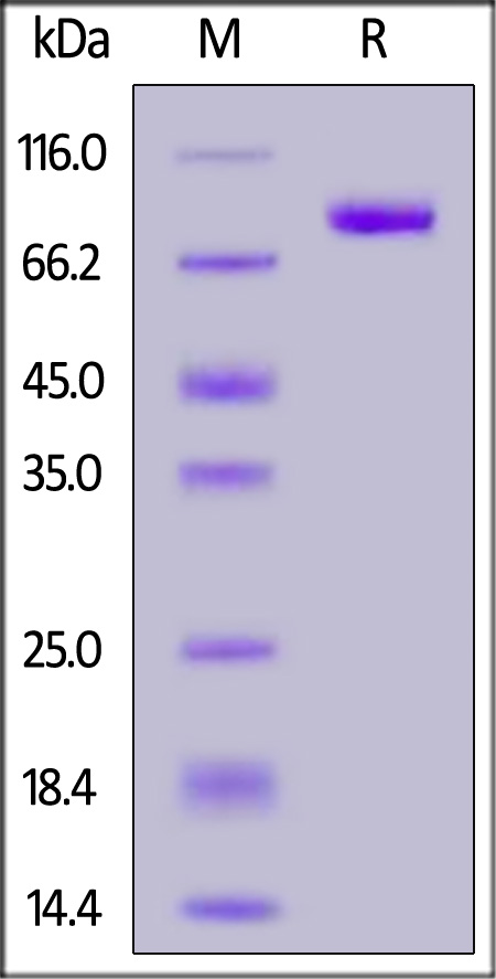 FGF R3 (IIIb) SDS-PAGE