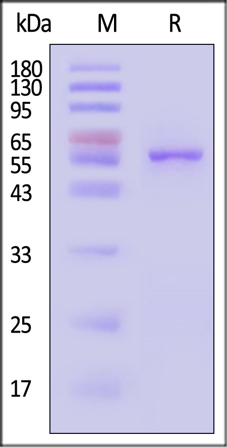 Fibronectin SDS-PAGE