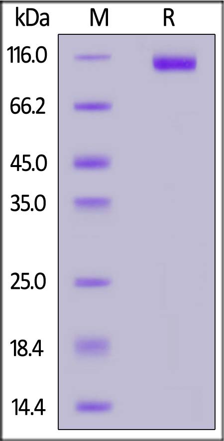 Flt-3 SDS-PAGE