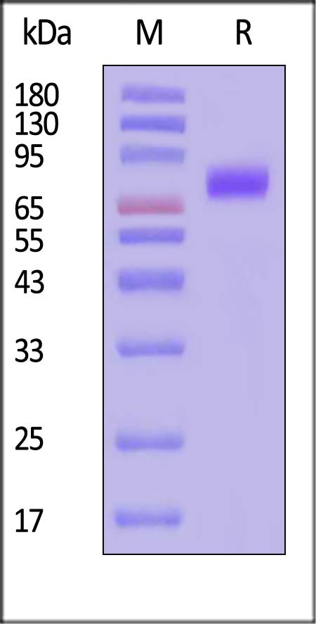 Flt-3 SDS-PAGE