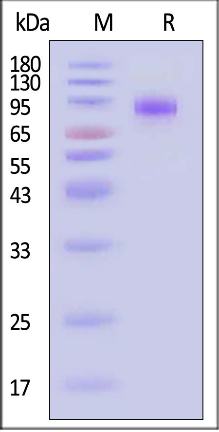 Flt-3 SDS-PAGE