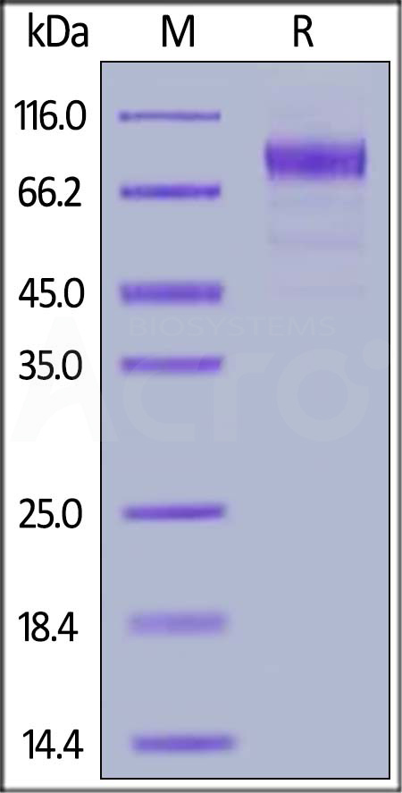 Mouse Flt-3, His Tag (Cat. No. FL3-M52H6) SDS-PAGE gel