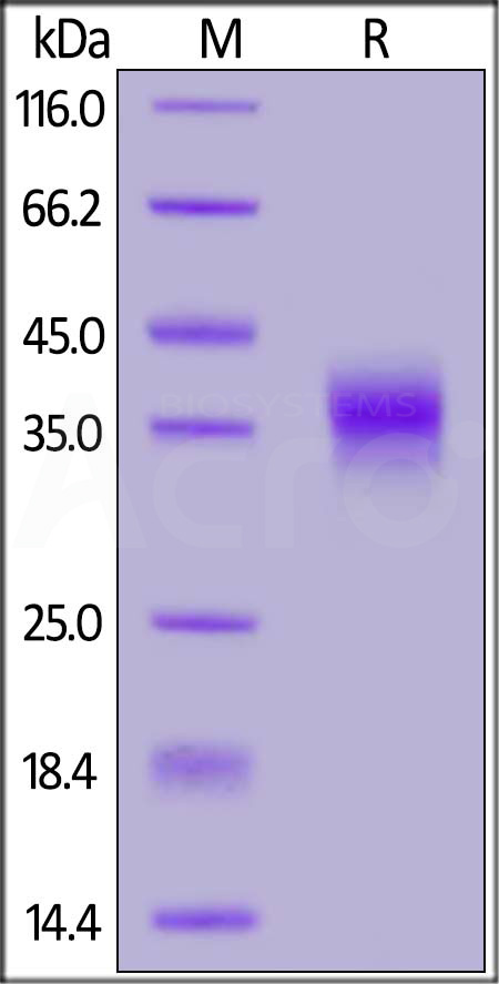 FO1-C52H8-sds