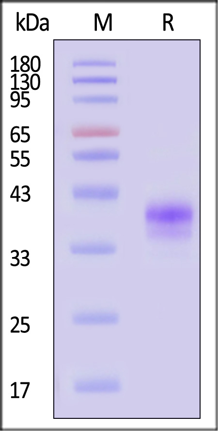 FO1-C82E8-sds