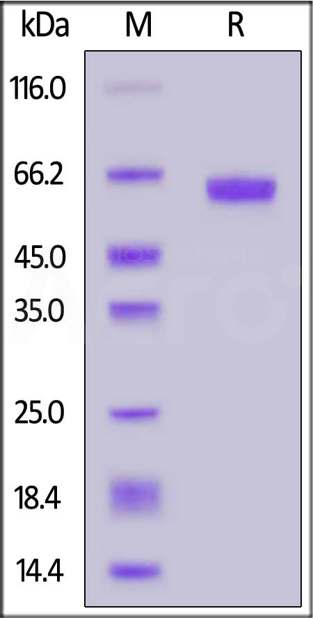 FOLR1 SDS-PAGE