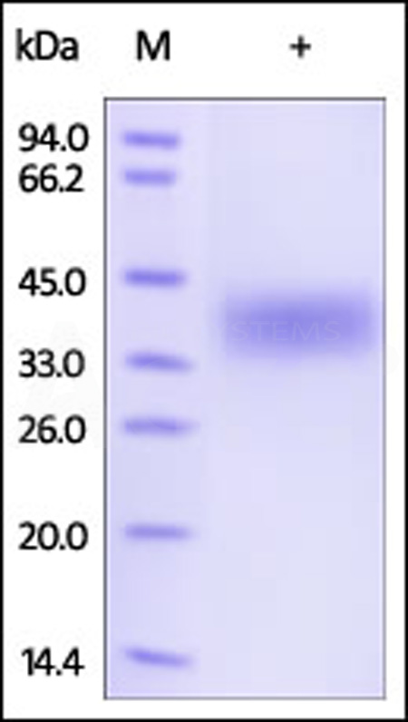 FO1-H528b-sds