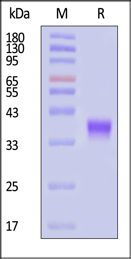 FOLR1 SDS-PAGE