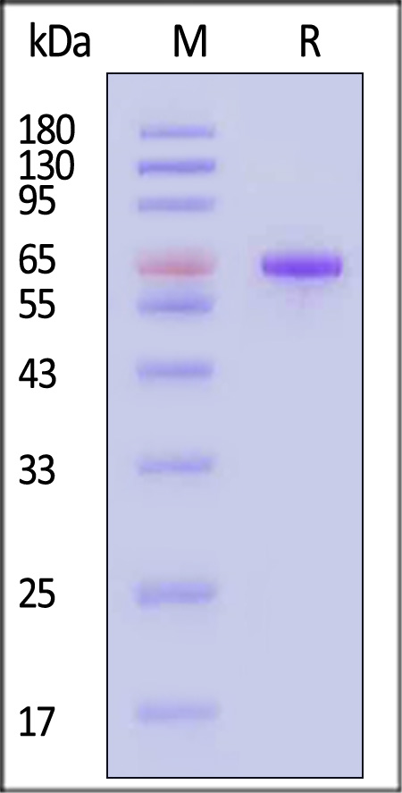 FO1-H82F9-sds