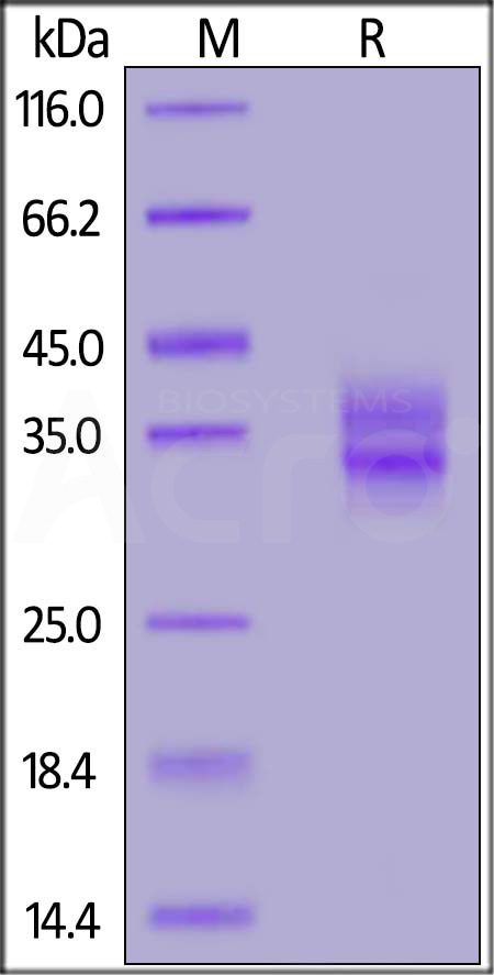 FOLR1 SDS-PAGE