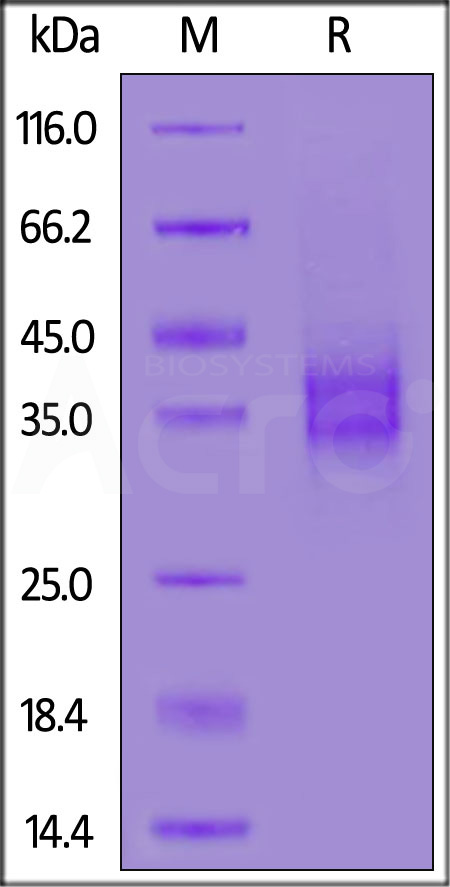 FOLR1 SDS-PAGE