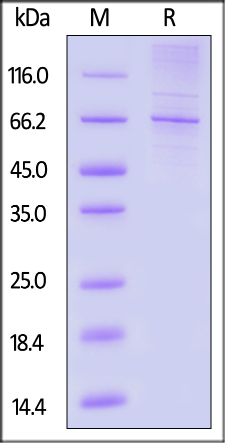 GAD1 SDS-PAGE