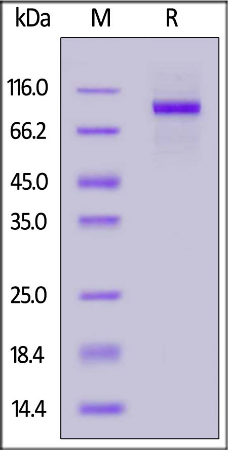 GCR-H82E4-sds